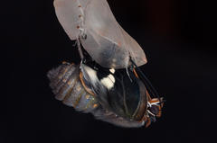 Charaxes brutus natalensis