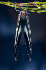 Charaxes brutus natalensis