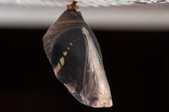 Charaxes brutus natalensis