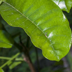 Charaxes brutus natalensis