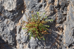 Euphorbia schizoloba