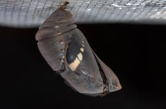 Charaxes brutus natalensis