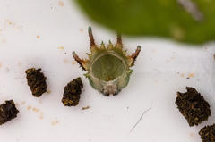 Charaxes brutus natalensis