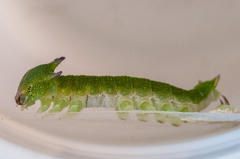 Charaxes brutus natalensis
