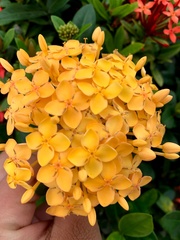 Magnoliopsida
