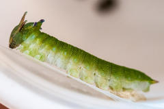 Charaxes brutus natalensis
