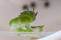Charaxes brutus natalensis