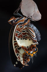 Charaxes brutus natalensis