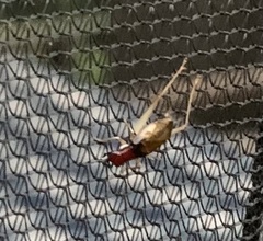 Phyllopalpus pulchellus