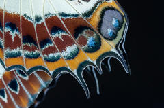 Charaxes brutus natalensis