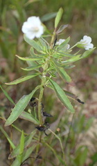 Mecardonia acuminata image