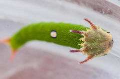 Charaxes brutus natalensis