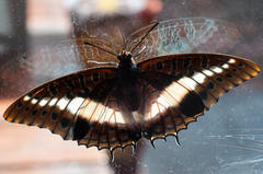 Charaxes brutus natalensis