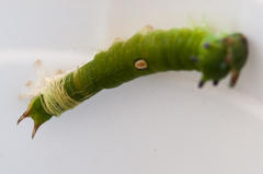 Charaxes brutus natalensis