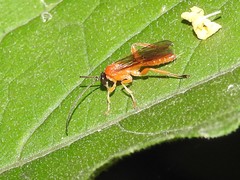 Theronia hilaris