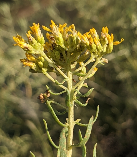 Image of Isocoma pluriflora by (c) Dominic Gentilcore, some rights reserved (CC BY)