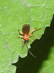 Theronia hilaris