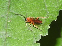 Theronia hilaris
