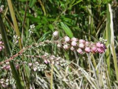 Erica racemosa racemosa