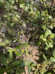 Klambothrips myopori