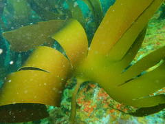 Laminaria pallida