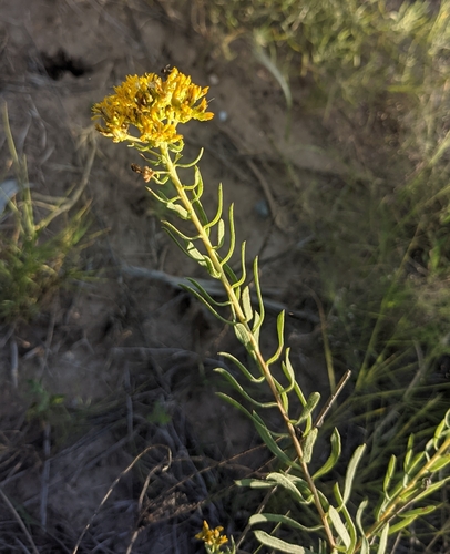 Image of Isocoma pluriflora by (c) Dominic Gentilcore, some rights reserved (CC BY)