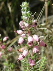 Erica racemosa racemosa