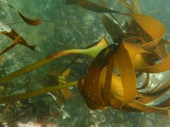 Laminaria pallida