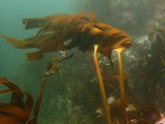 Laminaria pallida