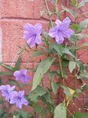 Ruellia simplex