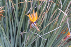 Strelitzia juncea