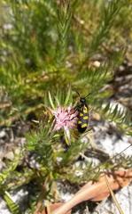 Diastella proteoides