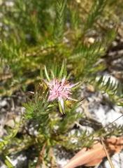 Diastella proteoides