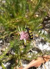 Diastella proteoides