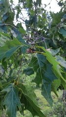 Quercus albocincta