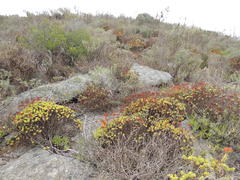 Crassula undulata
