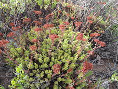 Crassula undulata