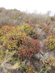 Crassula undulata