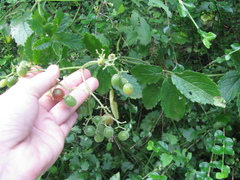 Cyphostemma hypoleucum