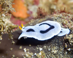 Chromodoris