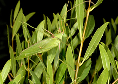 Acrometopa italica