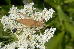 Uromenus brevicollis