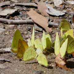 Abaeis mexicana