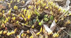 Lampranthus filicaulis