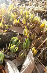 Lampranthus filicaulis