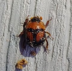 Bolbocerosoma farctum