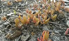 Lampranthus filicaulis