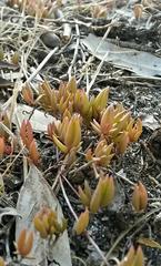 Lampranthus filicaulis