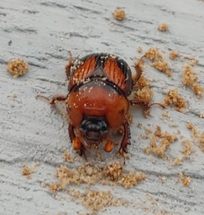 Bolbocerosoma farctum