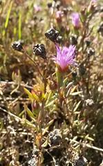 Lampranthus stenus